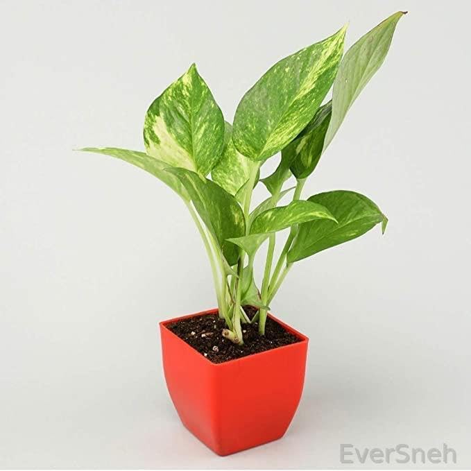 EverSneh Live Air Purifier Good Luck Money Plant (Pot Included) Easy to Grow Real Indoor Plant for Home, Living Room, Kitchen, Office, Table (B0BLZKYRXP) Amazon Price History, Amazon Price Tracker