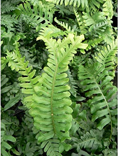 Polystichum vulgare Bifido multifidum Hardy Native Fern in a 13cm Pot.