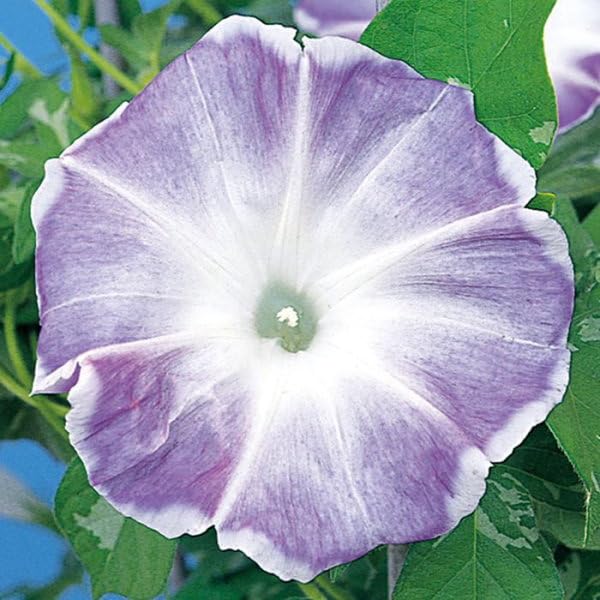 覆輪が美しい朝顔の苗 ✦つぼみ付き開花苗 一苗 薄紫に覆輪が入った朝顔 ✦開花苗 一苗 - メルカリ
