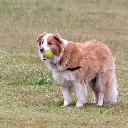 ENTROY Automatic Ball Launcher,Dog Toy Ball Thrower,Interactive Dog Ball Thrower,Adjustable Distance 10-30ft Ball Thrower Dog Fetch Machine with 6 2 inch Tennis Balls for Small and Medium Dogs