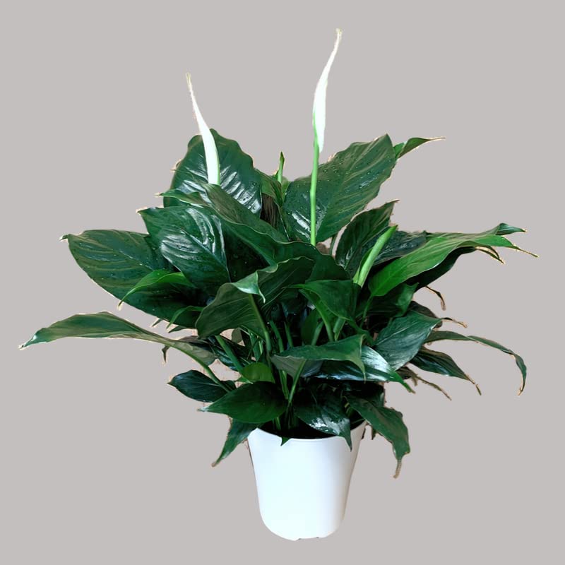 Peace Lily