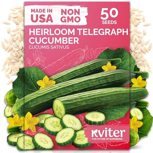 KVITER 50 English Telegraph Cucumber Seeds (Cucumis sativus) - English Cucumber Burpless & Near Seedless Cucumbers - Vegetable Seeds for Planting Outdoors in Home Garden & Containers