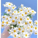IUIUNIGA 1000 Gänseblümchensamen Für Garten Und Balkon Geeignet, Kälteresistent Und Schattenverträglich, Leicht Keimend, Lange Blütezeit, Niedrigwüchsig, Anfängerfreundlich
