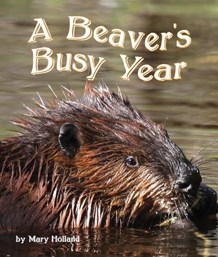 The Beavers' Busy Year