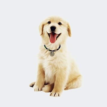 Droppedo Imported Ethnic Style Dog Puppy Pet Cat Collar Necklace with Bell Decoration Blue (64016032DI)