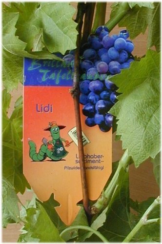 Vine Lidi 80 Cm High In The 3 Liter Plant Container