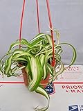 Bonnie Curly Spider Plant - Easy - Cleans the Air - 4' Pot- unique from jmbamboo