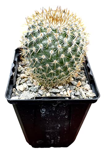 Fatplants Cactus Plants In Gift Box | Rooted In 4 Inch Planter Pots With Soil | Living Indoor Or Outdoor Cacti Succulent Plants (Mammillaria Yucatanensis) #TOP1