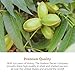HUDSON PECAN COMPANY | Fresh Fancy Roasted Georgia Pecans | Perfectly Roasted & Salted, Kosher Certified | Gourmet & Flavorful Snack for Baking, Desserts, Salads, Cocktails & Creative Recipes, 8 oz Resealable Bag