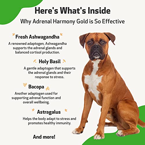 Pet Wellbeing Derma Support Gold for Dogs - Normal Skin Yeast Balance, Occasional Itching, Healthy Odor, Baikal Skullcap, Phellodendron - Veterinarian-Formulated Herbal Supplement 2 oz (59 ml)