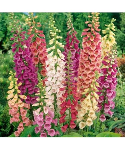 100 Graines a Semer - de DIGITALE GLOXINIA- DIGITALE GLOXINIA Mixte - Fleurs multicolores - 251