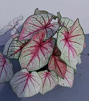 Caladium White Queen (2 Bulbs) - Easy to Grow Indoor Houseplant and Outdoor Perennial Flower Bulb Ready for Planting