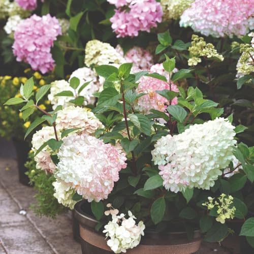 Image of Hydrangea paniculata 'Vanille Fraise' – Hardy Shrub with Stunning White to Raspberry Pink Blooms, Perfect for North-Facing Gardens and Containers - 2X 12 Litre (110cm+) Potted Plants by T&M