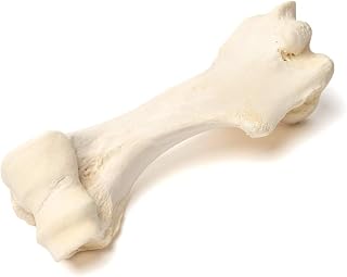 3B Scientific GmbH T30067 Mammal Humerus Bones