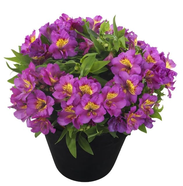 Alstroemeria Sunstar 9cm Potted Plant Peruvian Lily