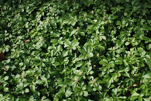 Perennial Farm Marketplace Pachysandra terminalis (Japanese Spurge) Perennial Size-4 Pot Leathery Green Leaves with White Flowers