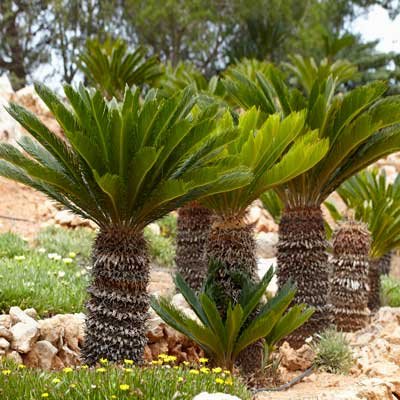 Brighter Blooms - Sago Palm Tree, 3 Gallon Pot - Adaptive Palm Tree with Tropical Appeal - No Shipping to AZ