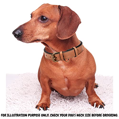 Real Leather Dog Collar Padded Soft Interiors With Premium Vintage Look Handcrafted Heavy Duty With Tag Ring For Small Medium And Large Pets (Medium (1.25" Wide For 13.5" - 17.5" Neck), Cognac) #TOP5