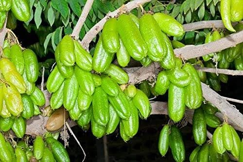 See full amazon price history chart for Averrhoa Bilimbi Live Plant Averrhoa Bilimbi Live Plant (B0D4MPZPZL) Amazon Price History, Amazon Price Tracker
