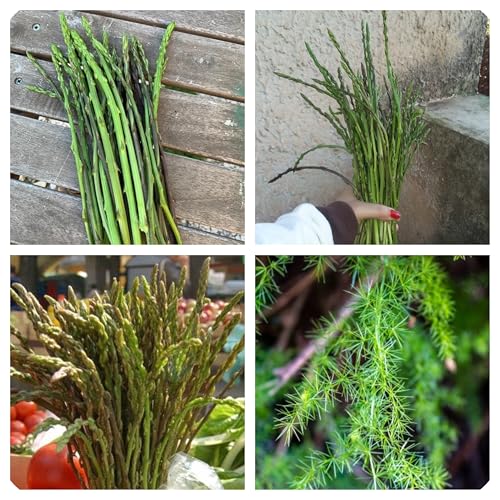 Semi di Asparagi Selvatici di Montagna NO OGM Wild Mountain Asparagus Seeds 25 Semi