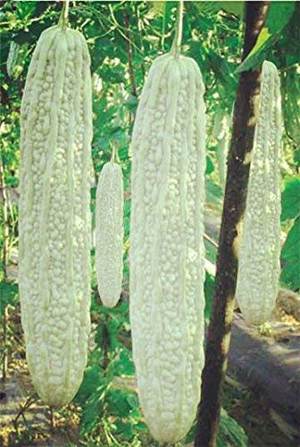 Golden Hills Farm 50 seeds BITTER GOURD WHITE LONG SEEDS (B07RY12BNN) Amazon Price History, Amazon Price Tracker