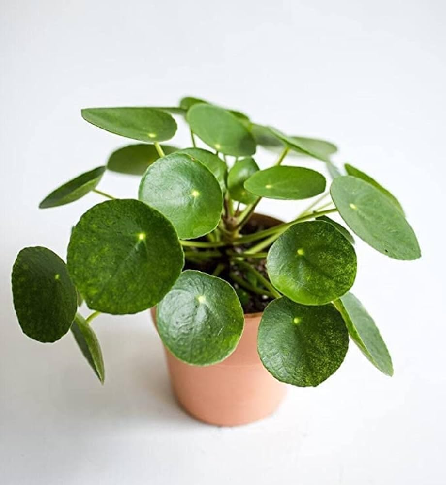 Desi Gardener Pilea Peperomioides Indoor Plants for Living Room - Chinese Money Plant Live Easy to Grow Size 14 Cm In Height Pilea Plant (B0BFH71TYC) Amazon Price History, Amazon Price Tracker