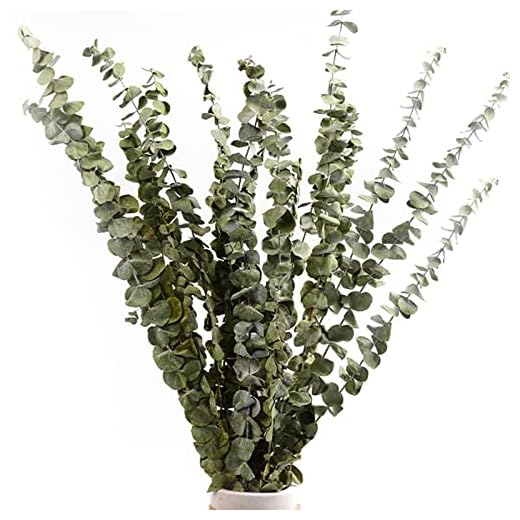 iRenXiao 15PCS Eucalipto Secado Naturales, Flores Secas Naturales Reales, Natural Ramo de Flores Secas, para Decoración de Fiestas, Casas, Bodas, 30 – 38 cm