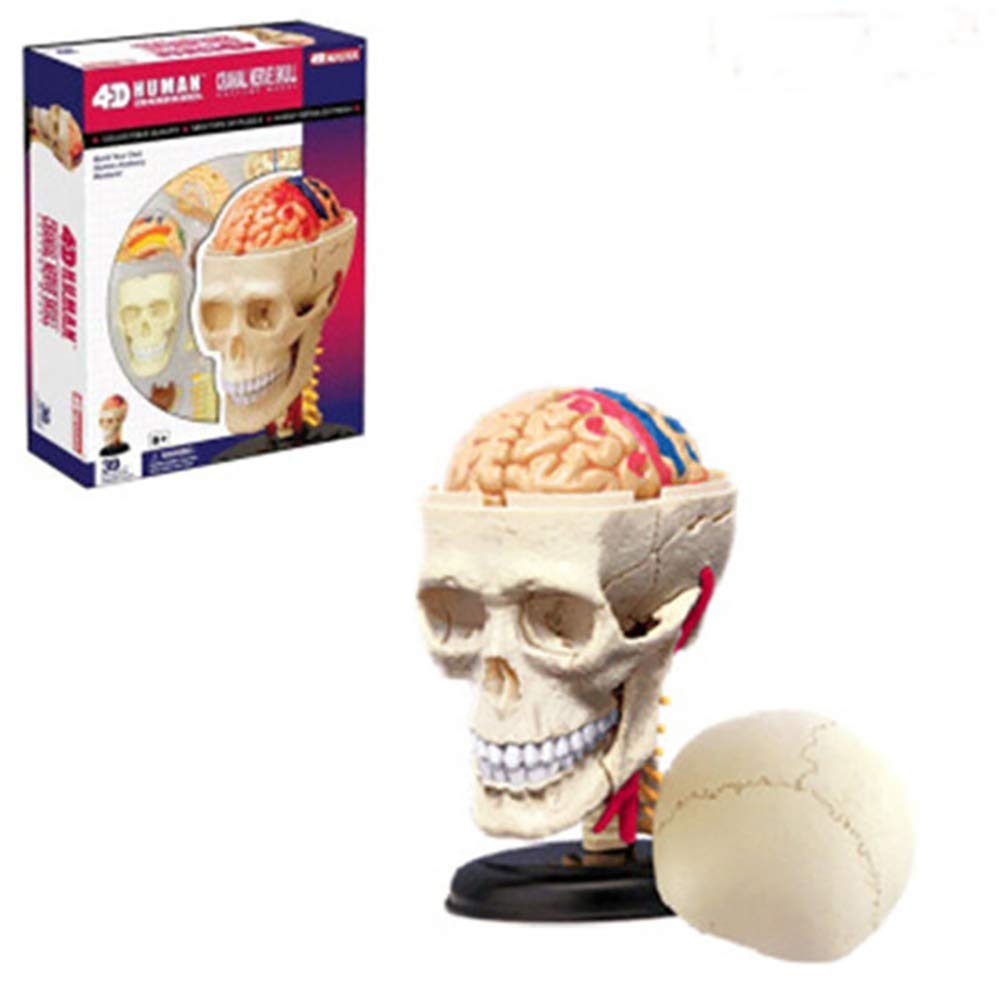 Modelo Anatómico Humano 4D, Modelo Anatómico De Cráneo Y Cerebro, Piezas Extraíbles para Enseñanza Médica, Suministros Y Equipos Médicos.