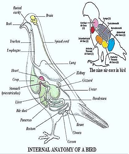 SN AQUATIC Hand Feeding Syringe with Curve Tip Suitable for Birds/Puppy/Kitten/Dog//Hamster (12ML) 3