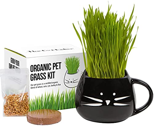 Organic Cat Grass Growing kit with Organic Seed Mix, Organic Soil and Cat Planter. Natural Hairball Control and Remedy. Manufactured in The USA. (Black)