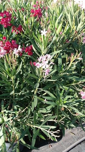 PIANTA DI OLEANDRO VASO 24 altezza 90/120 cm cespuglio da siepe (foto reale)