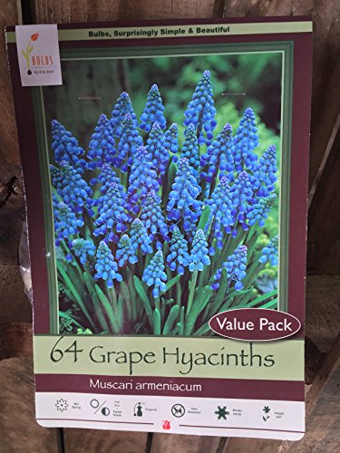 Muscari Armeniacum 64 Bulbs- Grape Hyacinth Muscari Armeniacum 64 Bulbs- Grape Hyacinth