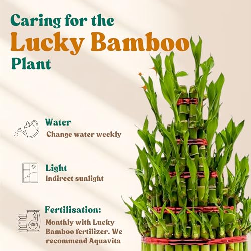 Image of Amulya Farms Live Lucky Bamboo 5 layer plant in Metal Pot | Indoor Bamboo Plants for Home, Living Room, Balcony, Office desk & Kitchen Decoration | Vastu Plant | (Plant in Metal Pot with Rubber Grips)