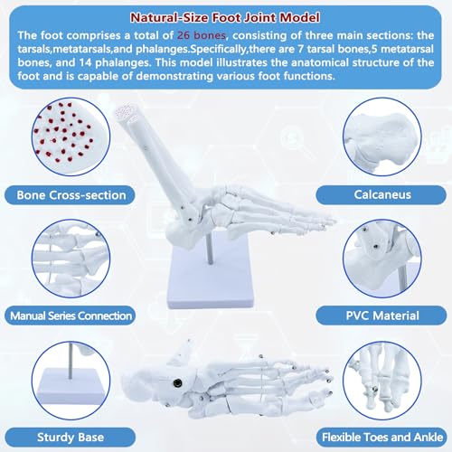 Image of Life Size Human Foot and Ankle Model, Fully Articulated, Anatomical Foot Bone Model for Podiatry, Orthopedic Study, Education