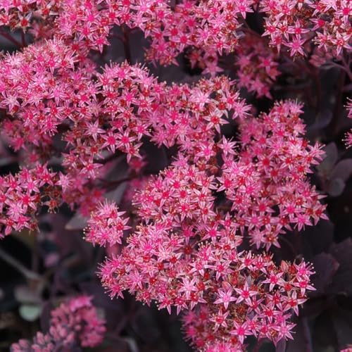 semillas de sedum resistentes - balcón para bancales elevados para decorar de jardín de interior 400pcs