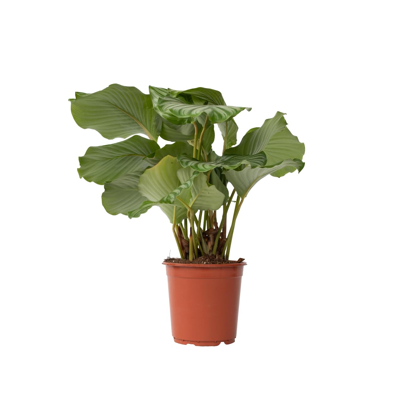 Plant in a Box - Calathea Orbifolia - Korbmarante - Grne Zimmerpflanze -  Luftreinigend - Spezielle Bltter - Topf 21cm - Hhe 55-60cm : Amazon.de:  Garten