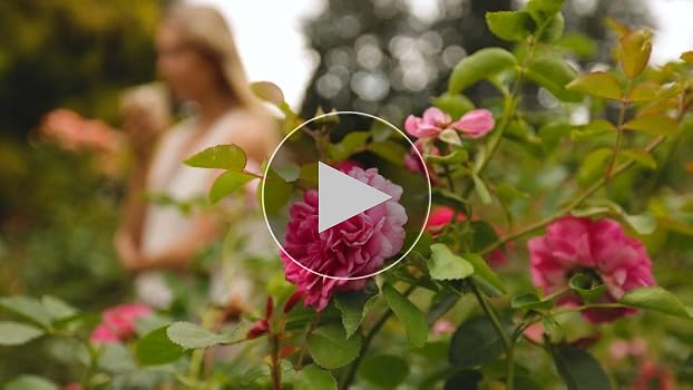 Amazon.com : Heirloom Shrub Roses, Live Own Root Plant for Outdoor