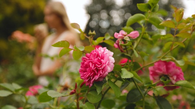 Amazon.com : Heirloom Floribunda Roses, Live Own Root Plant for
