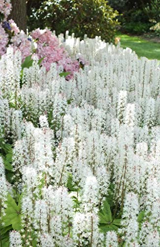 20 Sugar Scoop FOAMFLOWER White Tiarella Trifoliata Laceflower Flower Seeds