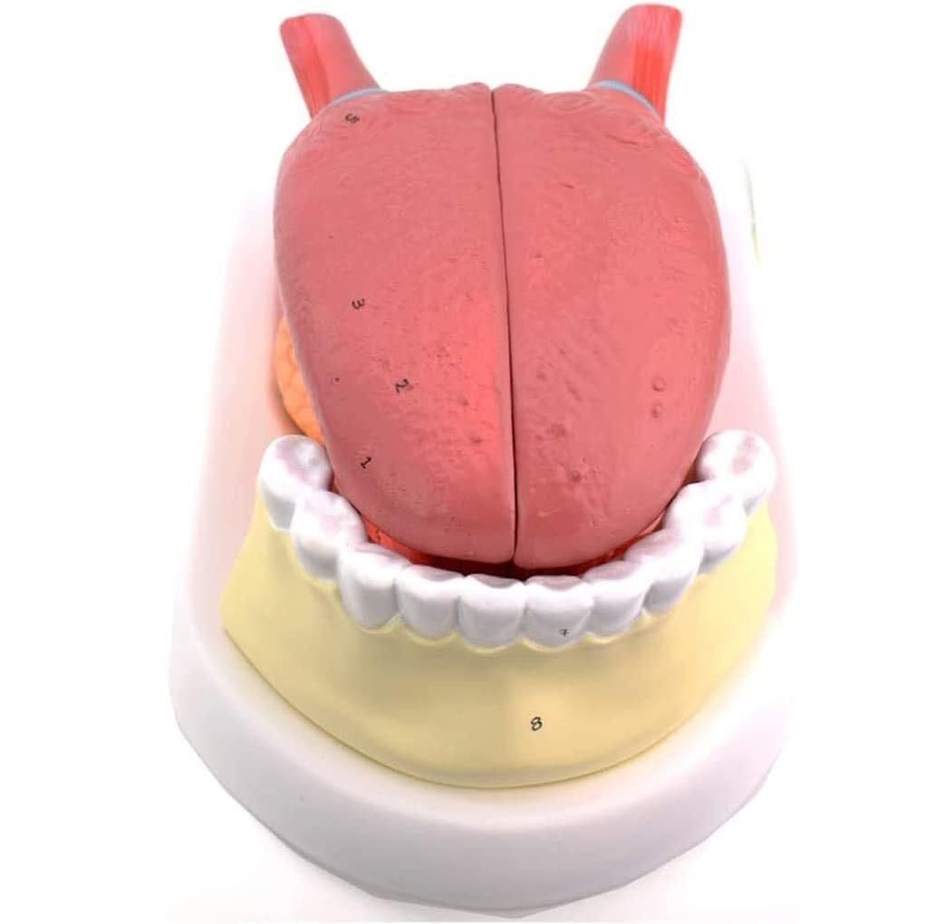 Modello anatomico della Lingua Umana, Modello anatomico dei Denti della Lingua, Modello di Simulazione della Struttura della Lingua Umana, Modello didattico dell'anatomia Muscolare
