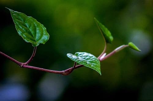 Miniatura 2 de Cedar Bear Kava Calm un suplemento herbario líquido apoya los sistemas nervioso y digestivo central 2 onzas líquidas