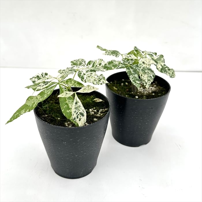 Amazon｜観葉植物 斑入り パキラ ミルキーウェイ 実生 4号鉢 希少