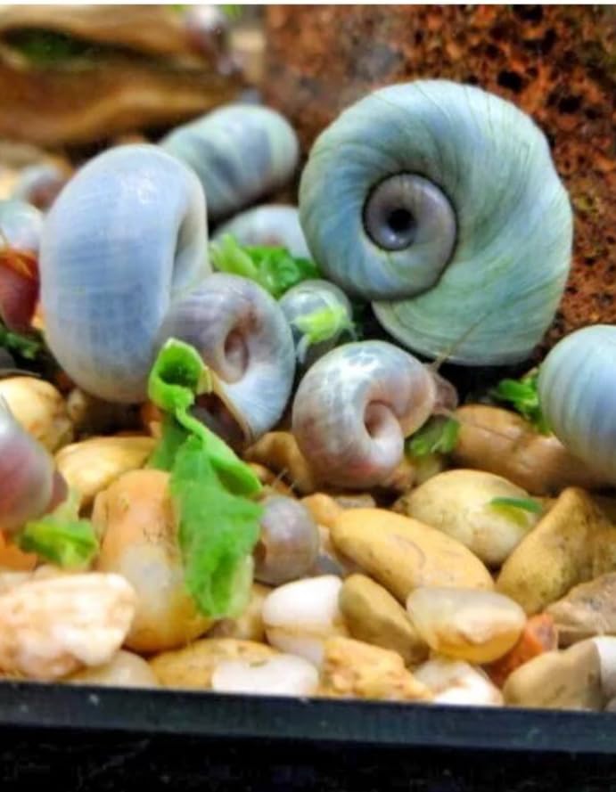 1 x ADULT Blue Ramshorn Snails Live Freshwater Aquarium