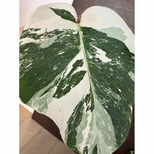 モンステラホワイトタイガー 新葉展開済! 斑入り モスポール付 モンステラホワイトタイガー 新葉展開済! 斑入り モスポール付