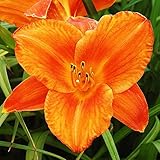 Ces plantes, graines et bulbes résistantes et faciles à cultiver fleurissent de juin à septembre. Elles doivent être plantées à une profondeur de 5 cm et n'exigent pas un sol fertile. Leurs graine fleurs exterieur s'épanouissent au soleil et à mi-ombre, même avec un minimum d'entretien et d'engrais.