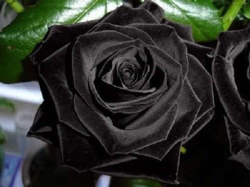 5 Black Rose Rosa Bush Shrub Perennial Flower Seedscomb S/H #TOP4