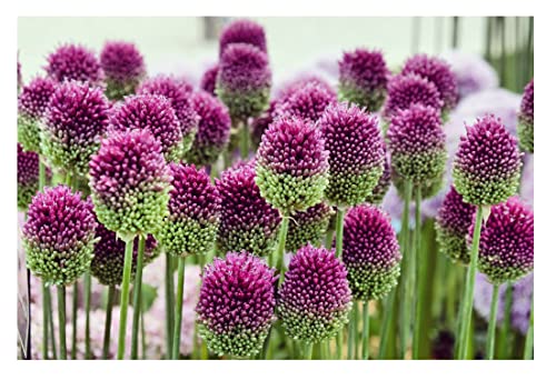 20x Allium Drumsticks Ornamental Onion Bulbs Sphaerocephalon Round Headed Leek Autumn Planting Garden Perennial