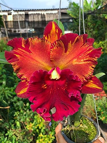 Paradise Flowers Cattleya/RLC. Hey Song 'Amazing Thailand' - Live Orchid Plant