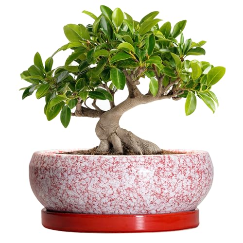 EPFamily Bonsai-Töpfe aus Keramik, 25,4 cm, mit Ablauflöchern und Untersetzern, Rot – Ansicht 1
