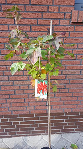 Ribes rubrum 'Rovada' Stämmchen 90 cm, 5 L – Winterhart, Mehrjährig, Pflegeleicht – Rote Johannisbeere – Obstgehölz für Garten & Naschhecke